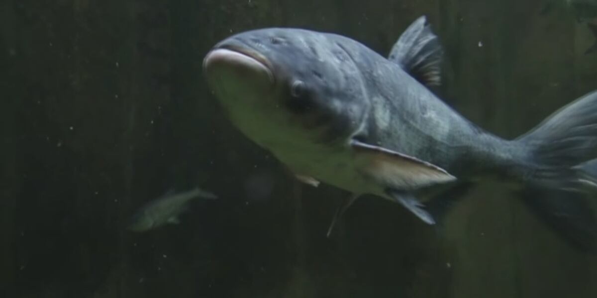 Asian carp is out, ‘copi’ is in as invasive species gets rebranded