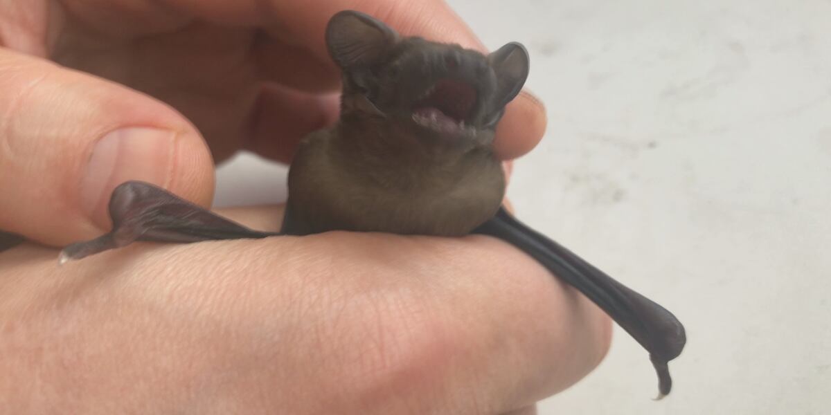 Bat Carrying Rabies Local health experts warn of bats carrying rabies