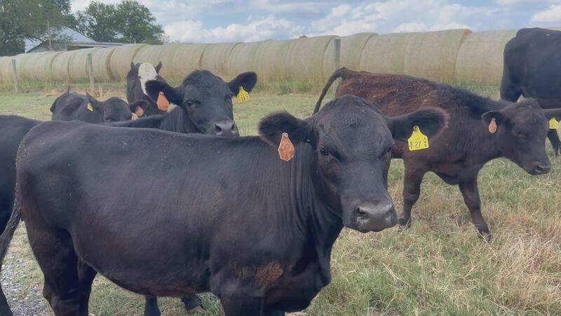 FILE -- Texas cattle rancher Kent Mathis has lost five cows, all within the span of a few months.
