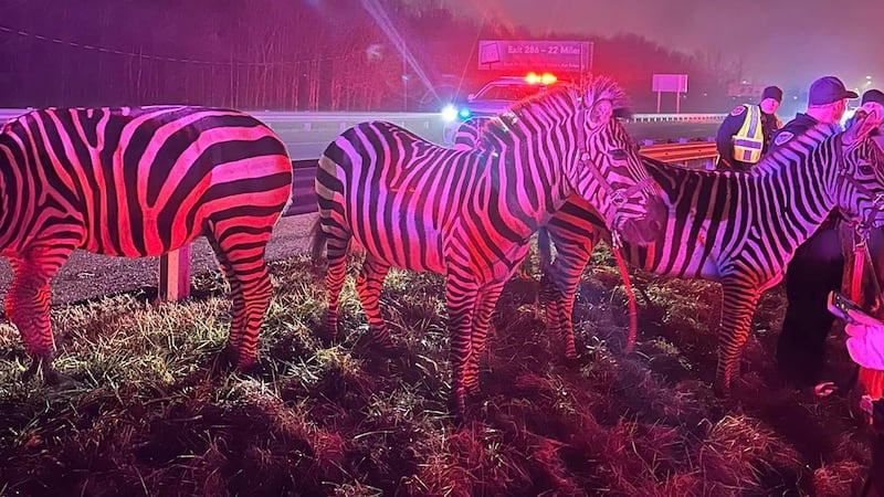Circus animals rescued from semi-trailer fire on Indiana interstate