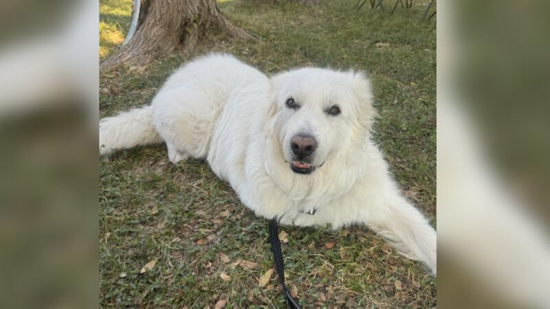 three-legged rescue dog works toward therapy certification