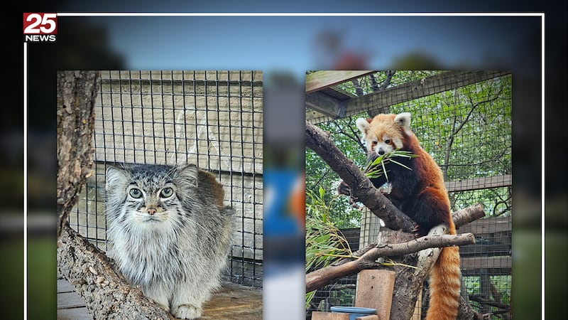 Miller Park Zoo said Nozomi, a Pallas's cat, and China, a red panda, have been euthanized...