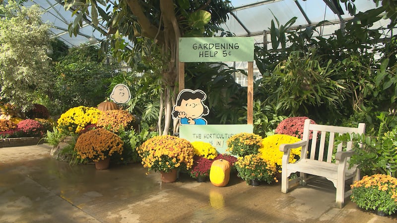 The Great Pumpkin Chrysanthemum Show