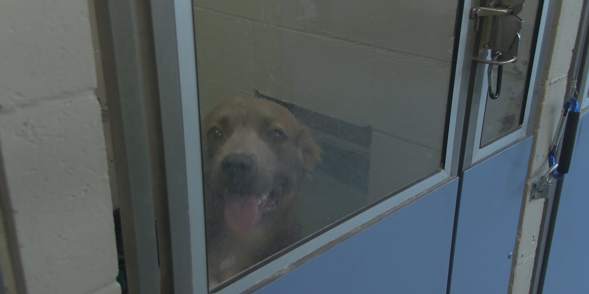 Peoria County warns pet owners as dangerous heat continues